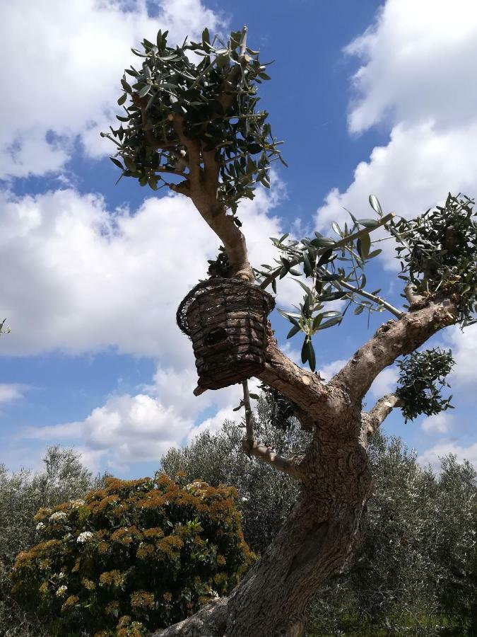 アルベロベッロ Trullo Monte Del Saleゲストハウス エクステリア 写真